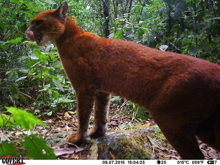 Fishing Cat  Felidae Conservation Fund