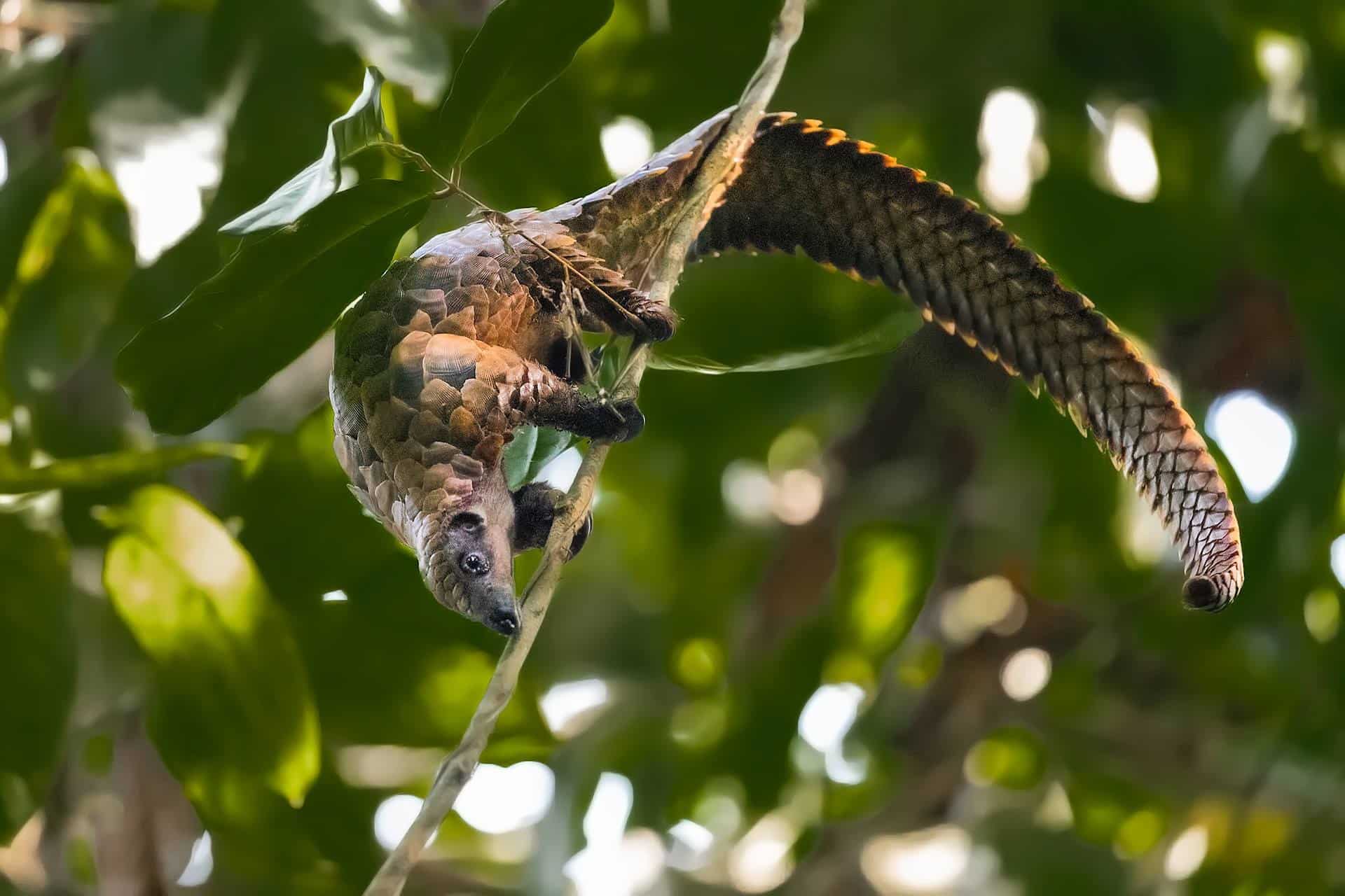 black-bellied pangolin