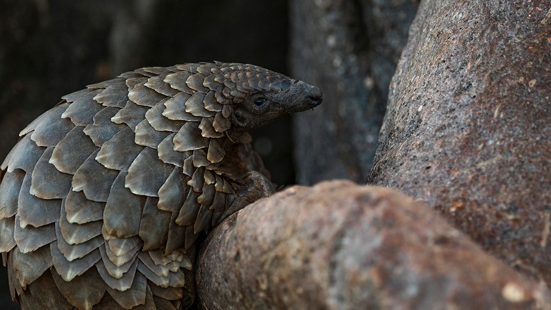 Improving Pangolin Conservation in Cameroon - Pangolin Crisis Fund