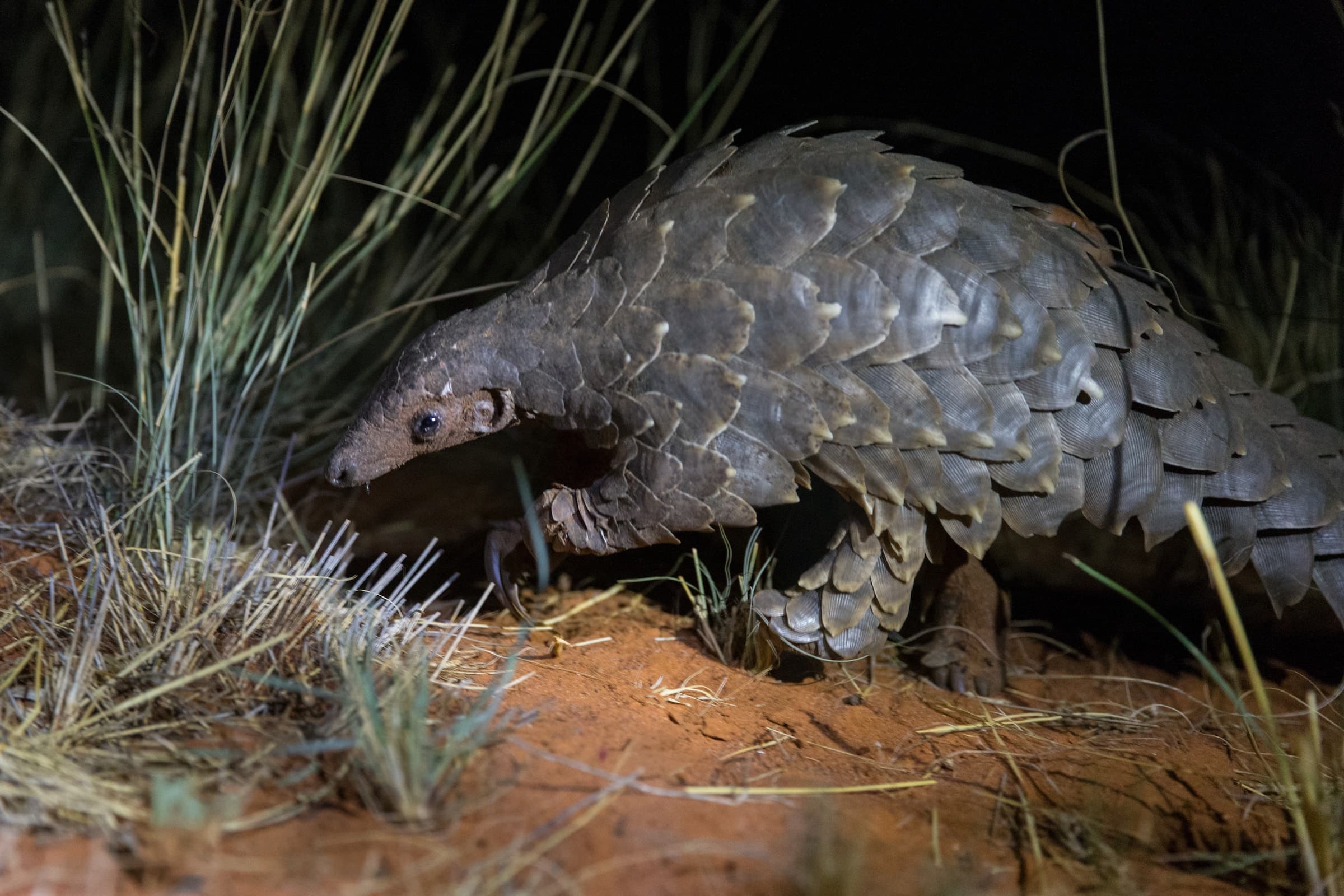 So, are Pangolins a Reptile or a Type of Armadillo? - Pangolin Crisis Fund