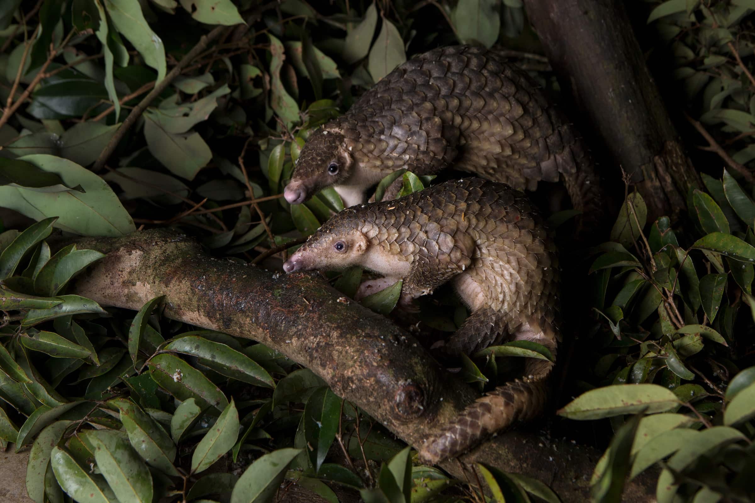 Pangolins of Southeast Asia