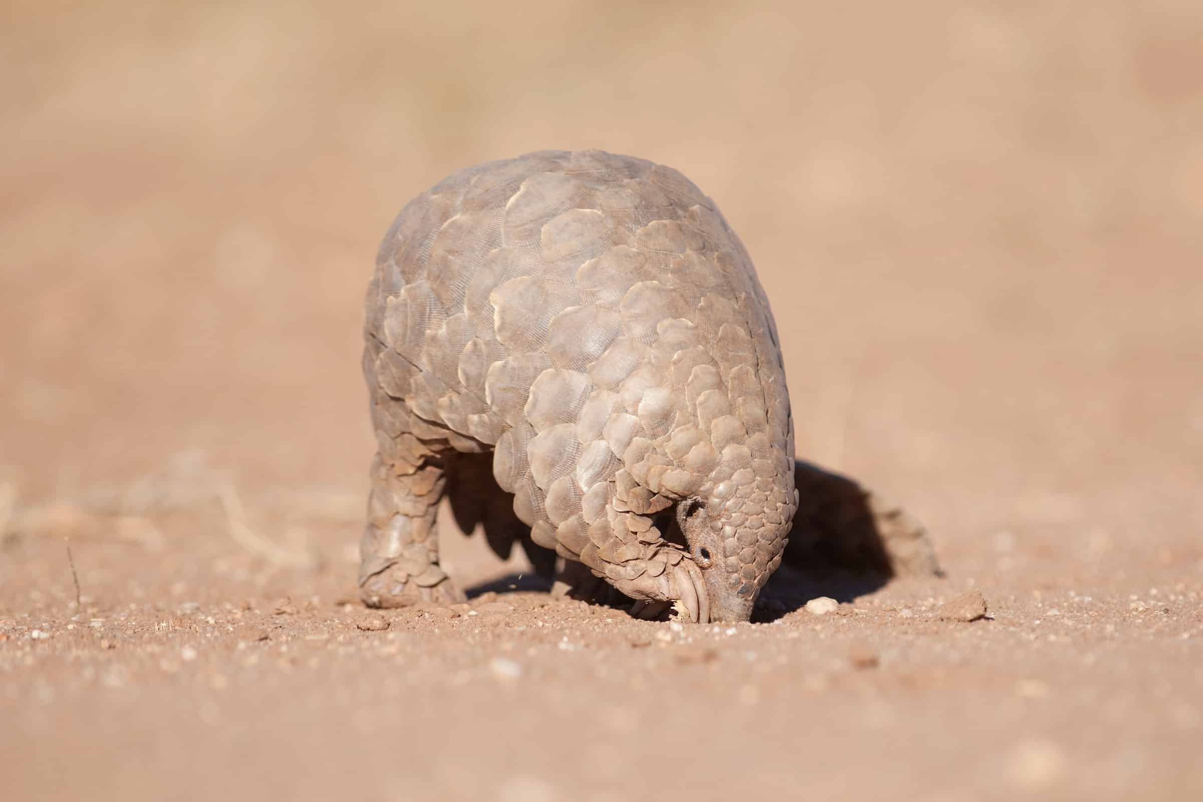 pangolin claws