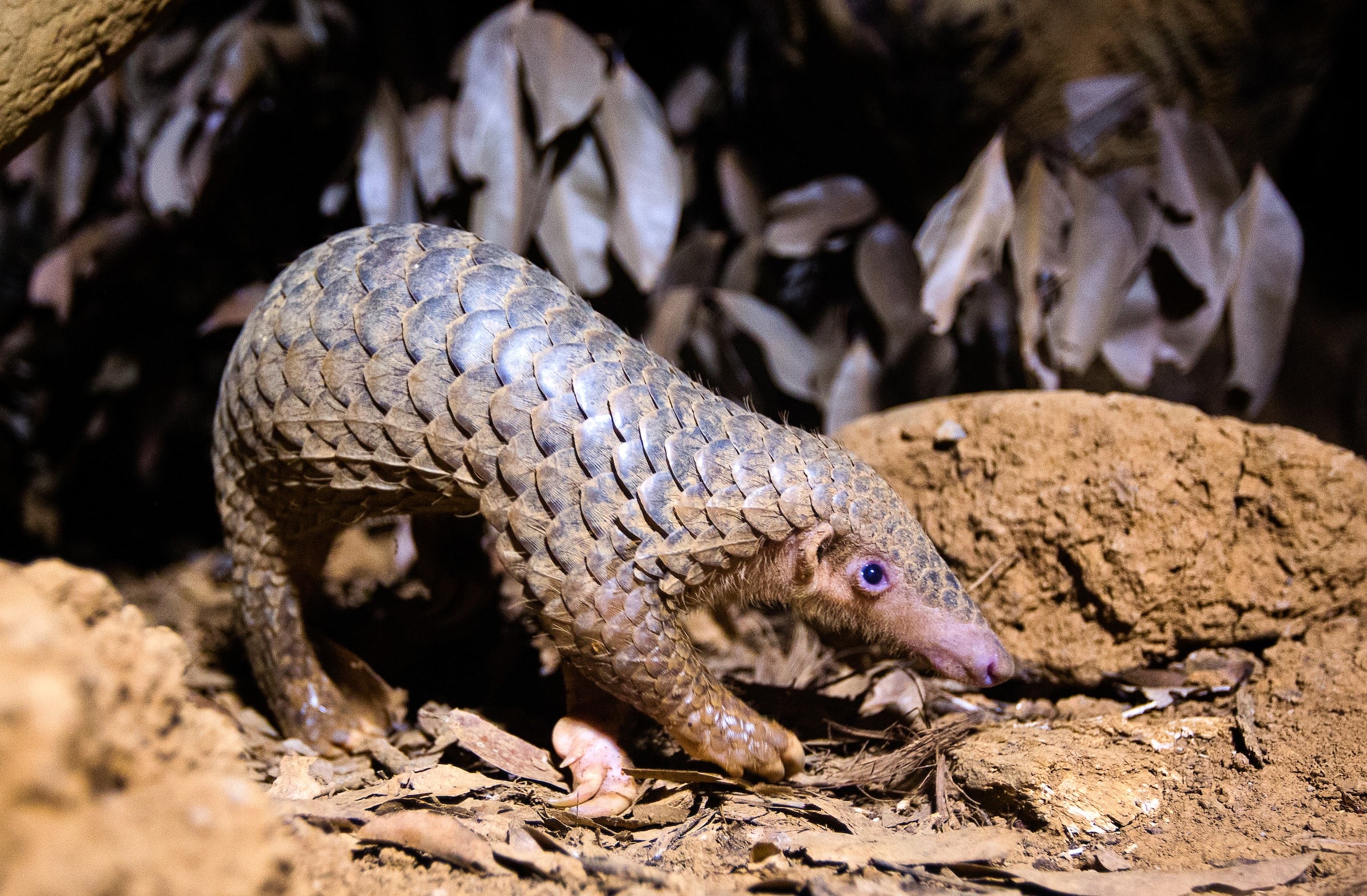 Persistent Pangolins: Nature’s Pest Control and Soil Caretakers ...