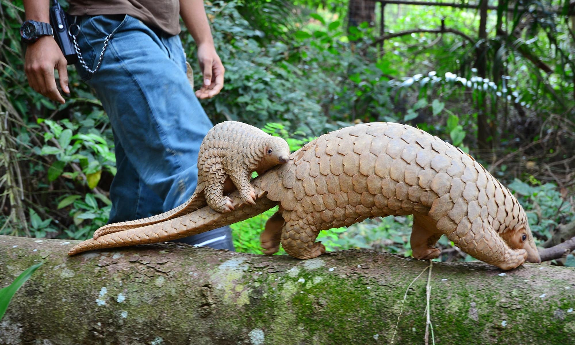 China Upgrades Protection Status for Pangolins - Pangolin Crisis Fund