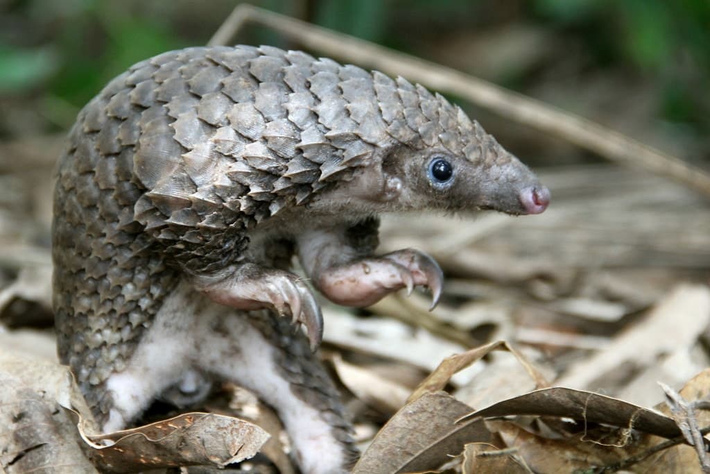 White-Bellied pangolin_credit Guy Colborne