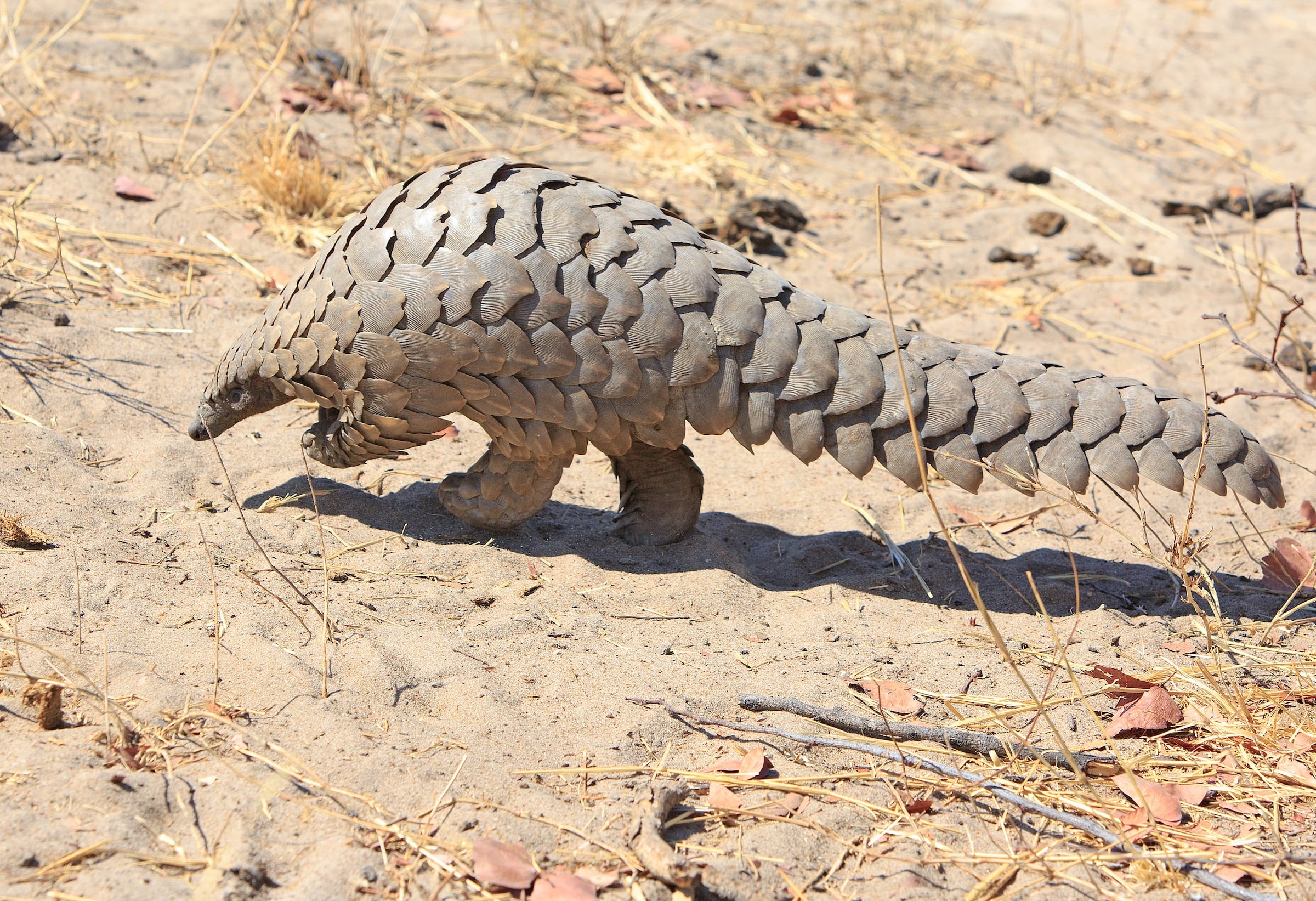 Pangolin Tail