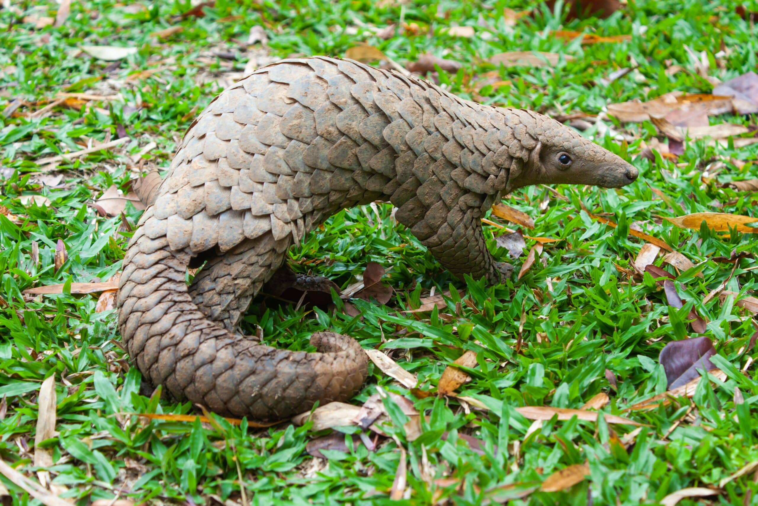 wildlife-conservation-through-community-empowerment-pangolin-crisis-fund