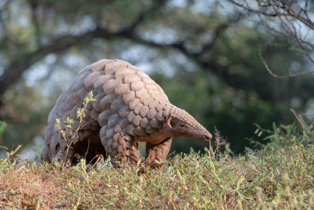 Indian pangolin (Vicky Chauhan)