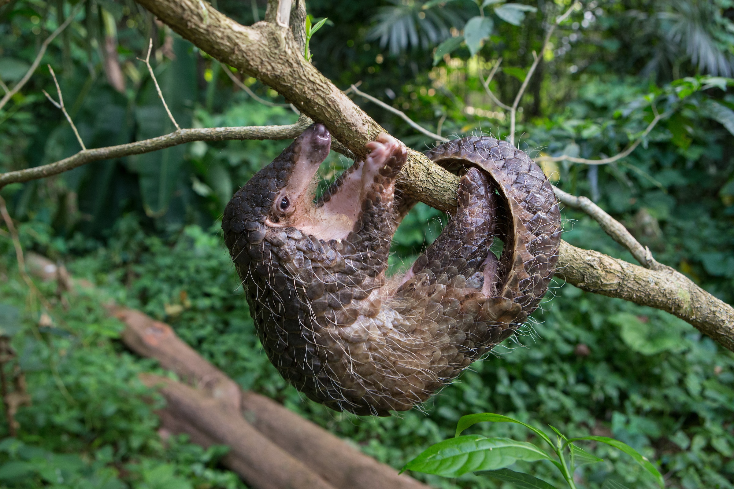 sunda pangolin