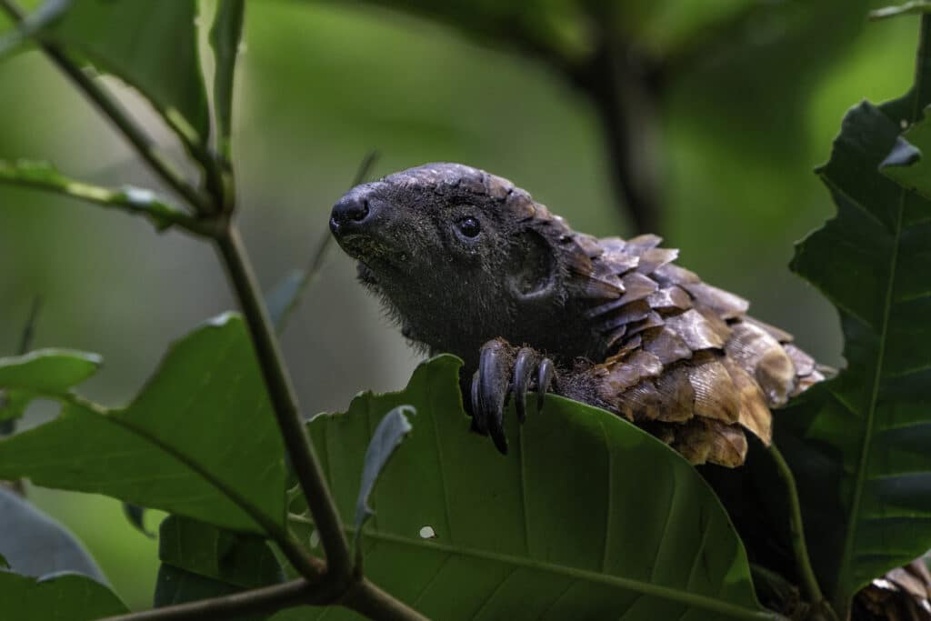 Black-bellied pangolin (stock - no credit needed)
