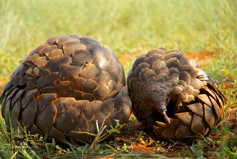 Ground pangolins_credit Warren Pearson