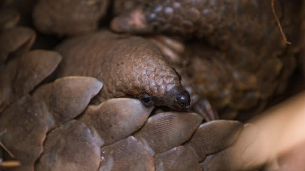 Pod, a pangolin pup born to Ally, a rehabilitated and released pangolin via APWG.