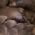 Pod, a pangolin pup born to Ally, a rehabilitated and released pangolin via APWG.