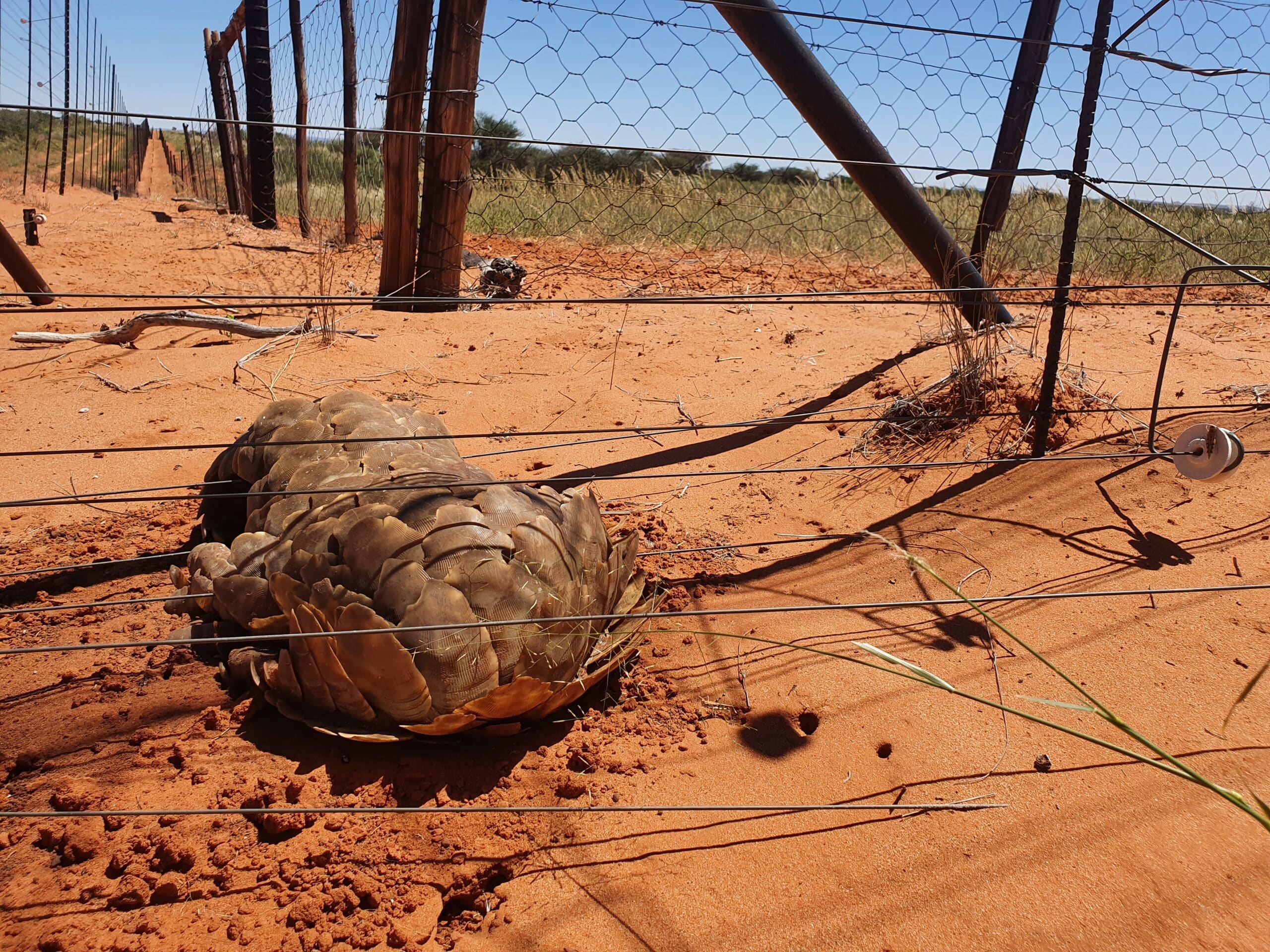 A ground pangolin caught on an electric fence in South Africa