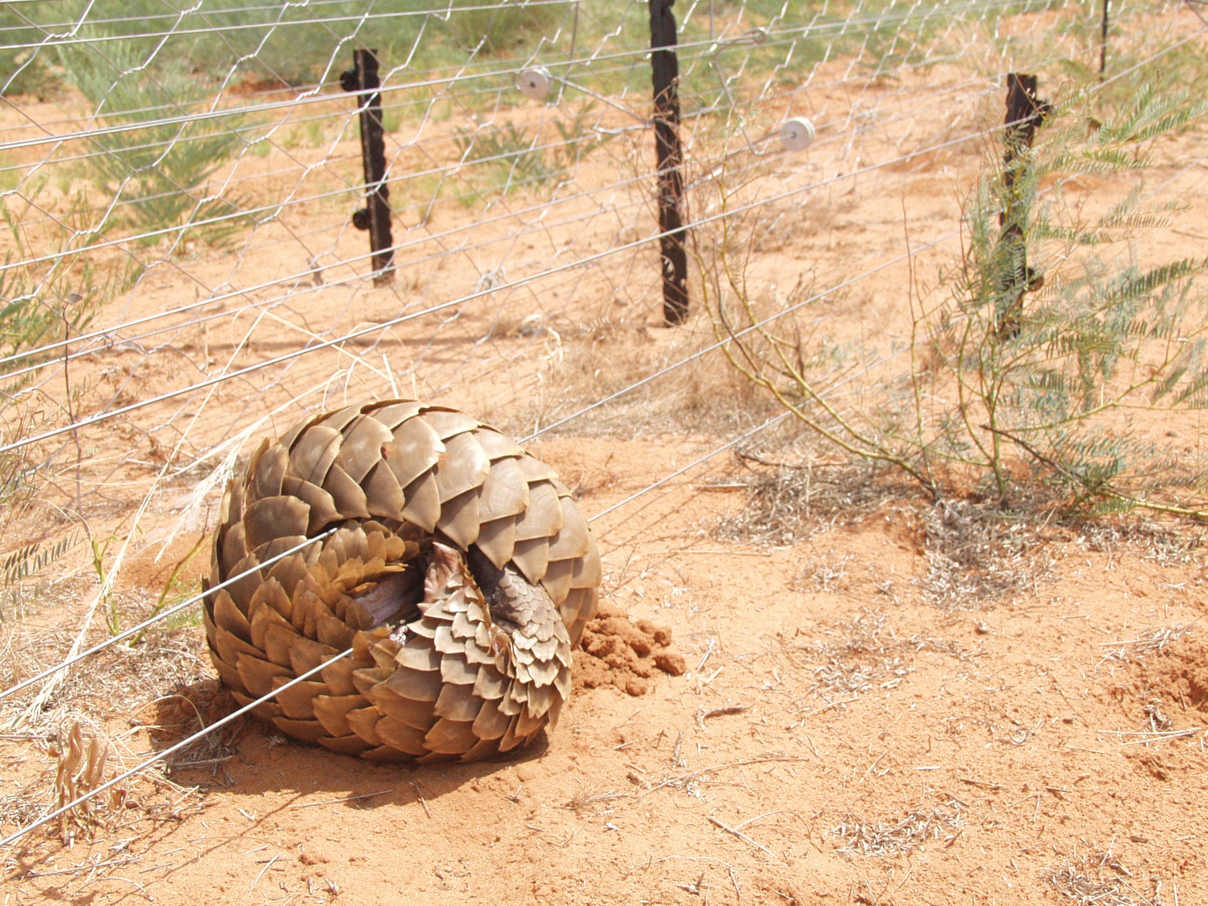 A ground pangolin curled up and trapped on an electric fence in South Africa