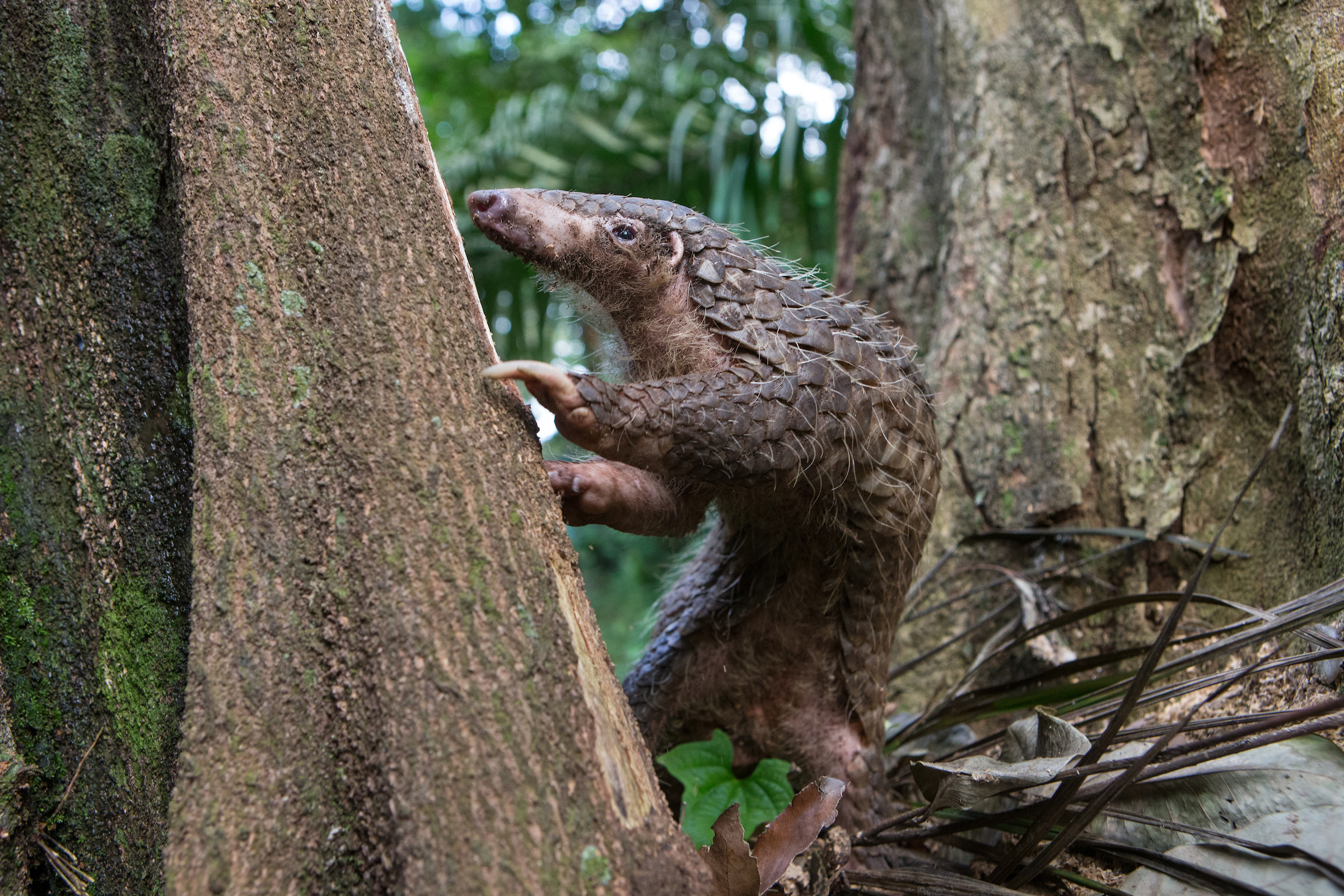 sunda pangolin