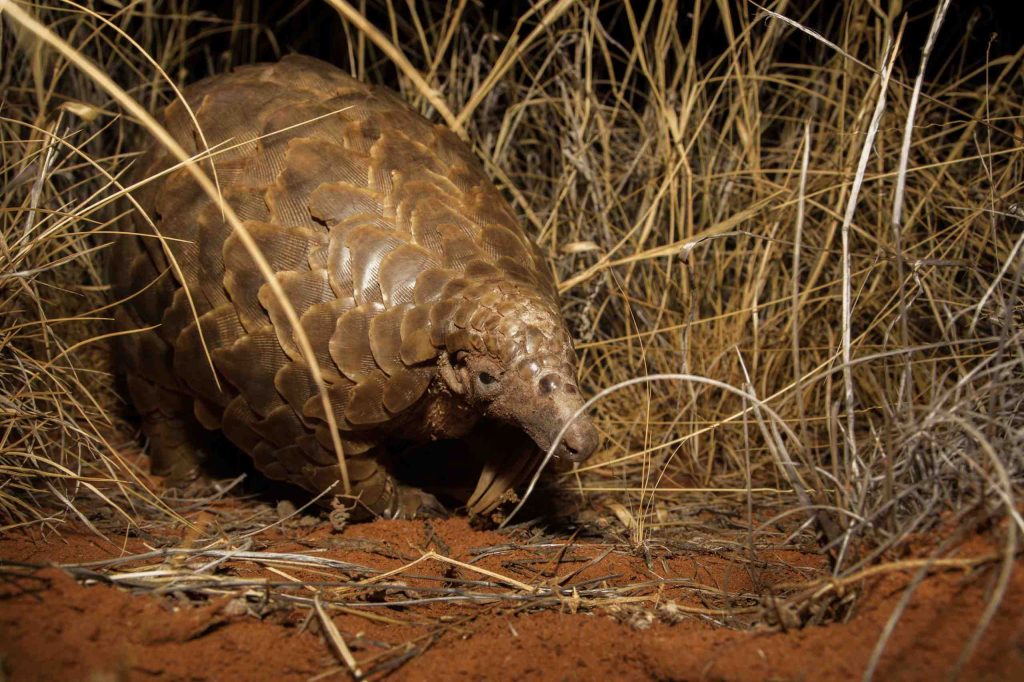 pangolin-nigeria (Susan McConnell)