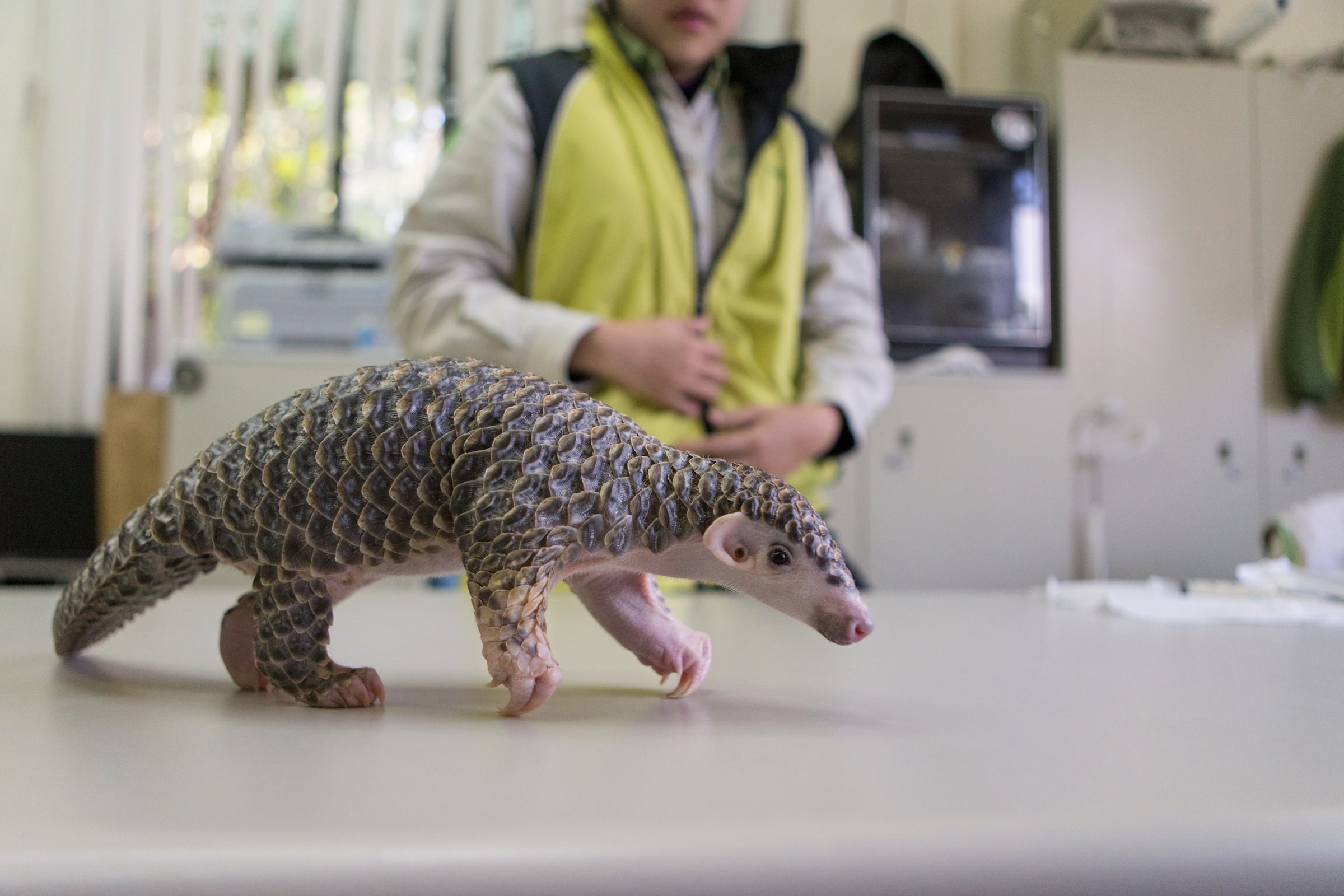 rescued Chinese pangolin pup