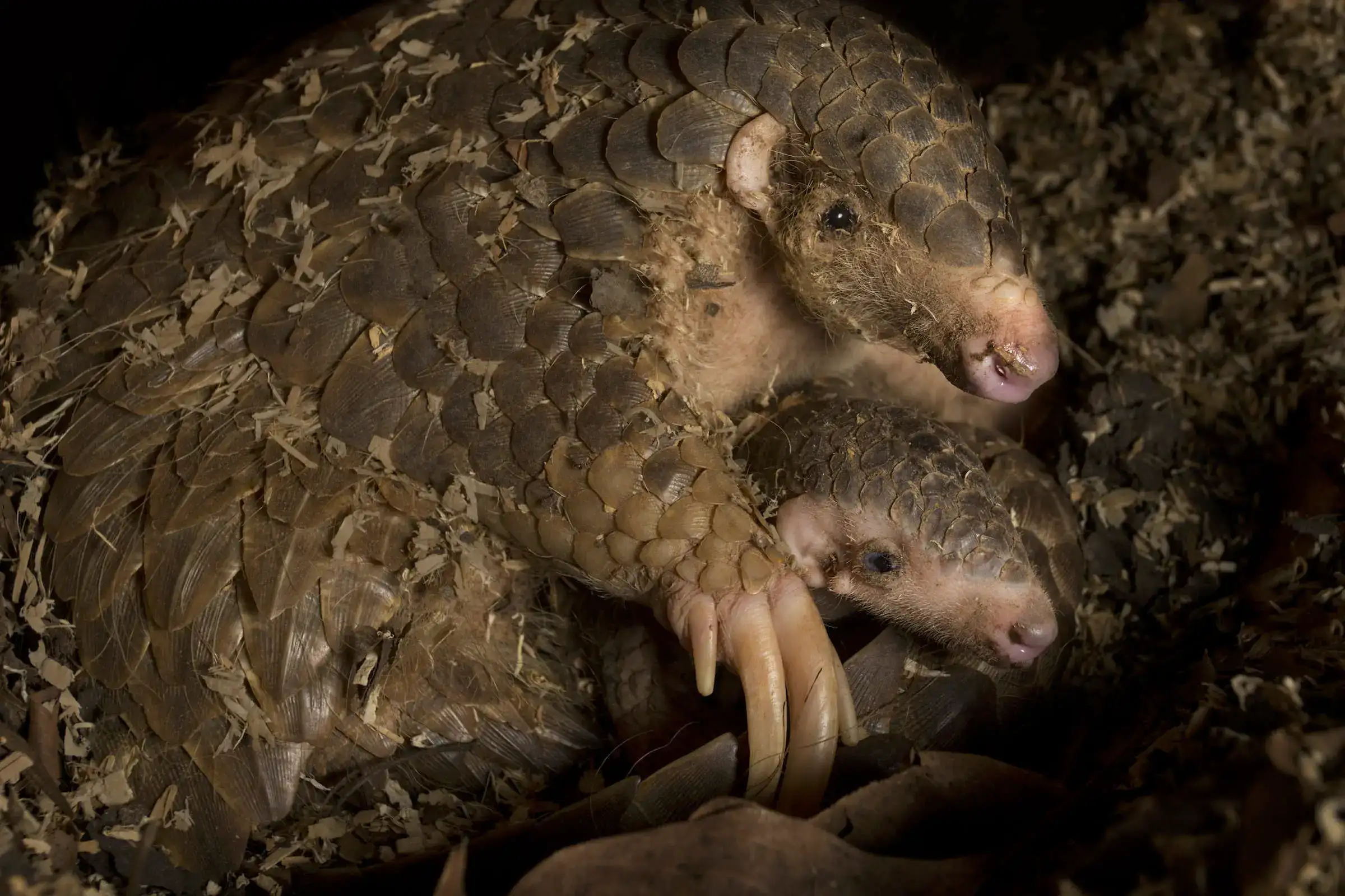 Baby pangolin held by mother