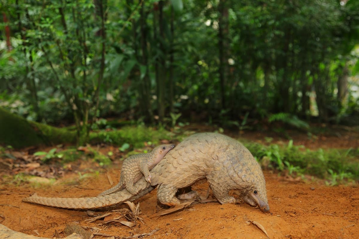 Sunda mother pangolin with baby on tail