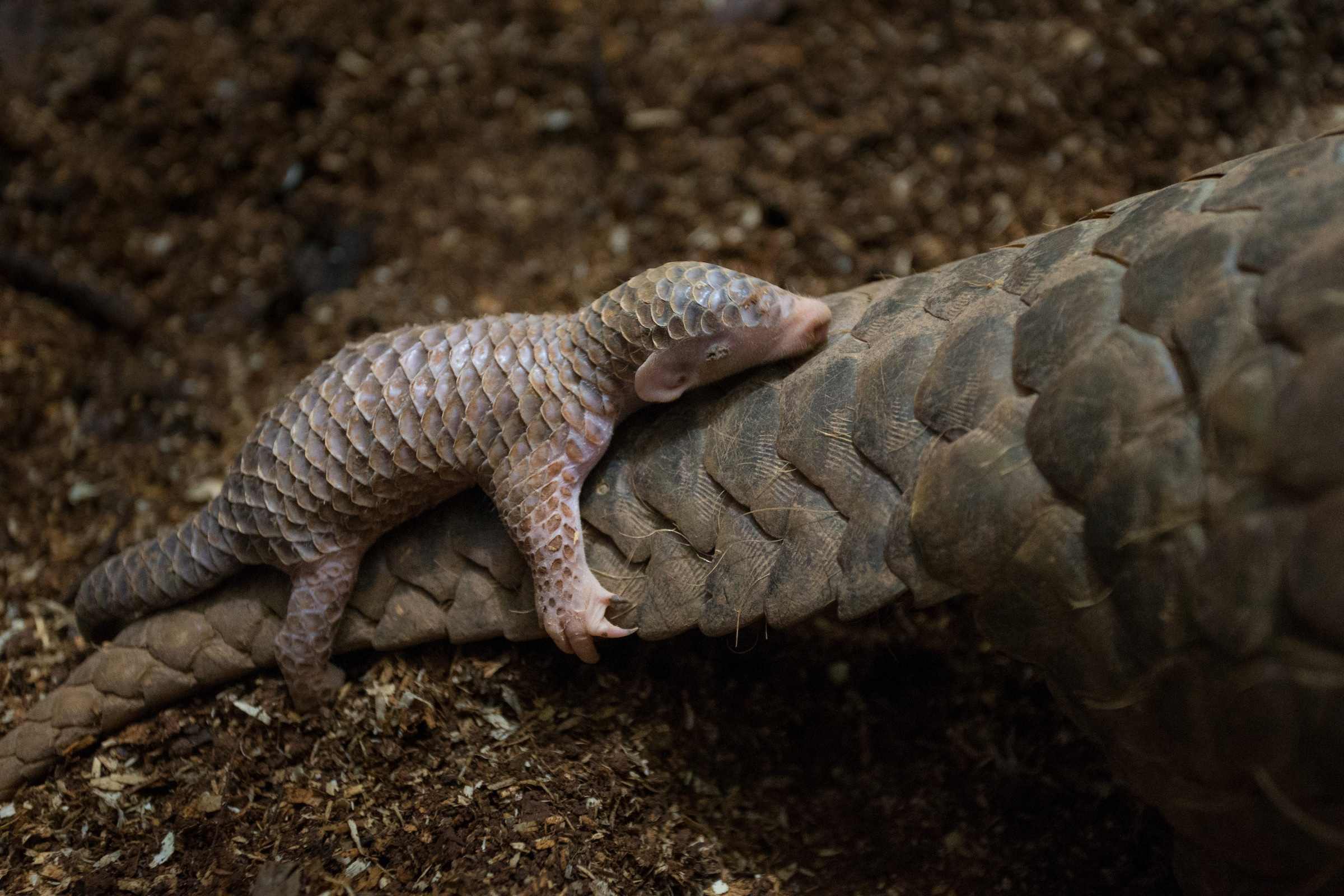 Pangolin baby clinging to mother’s tail