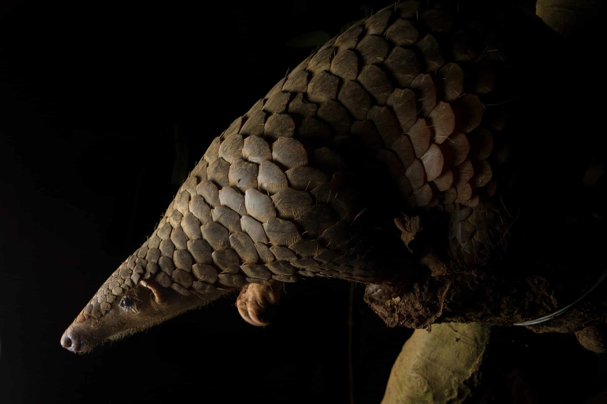 pangolin vs armadillo