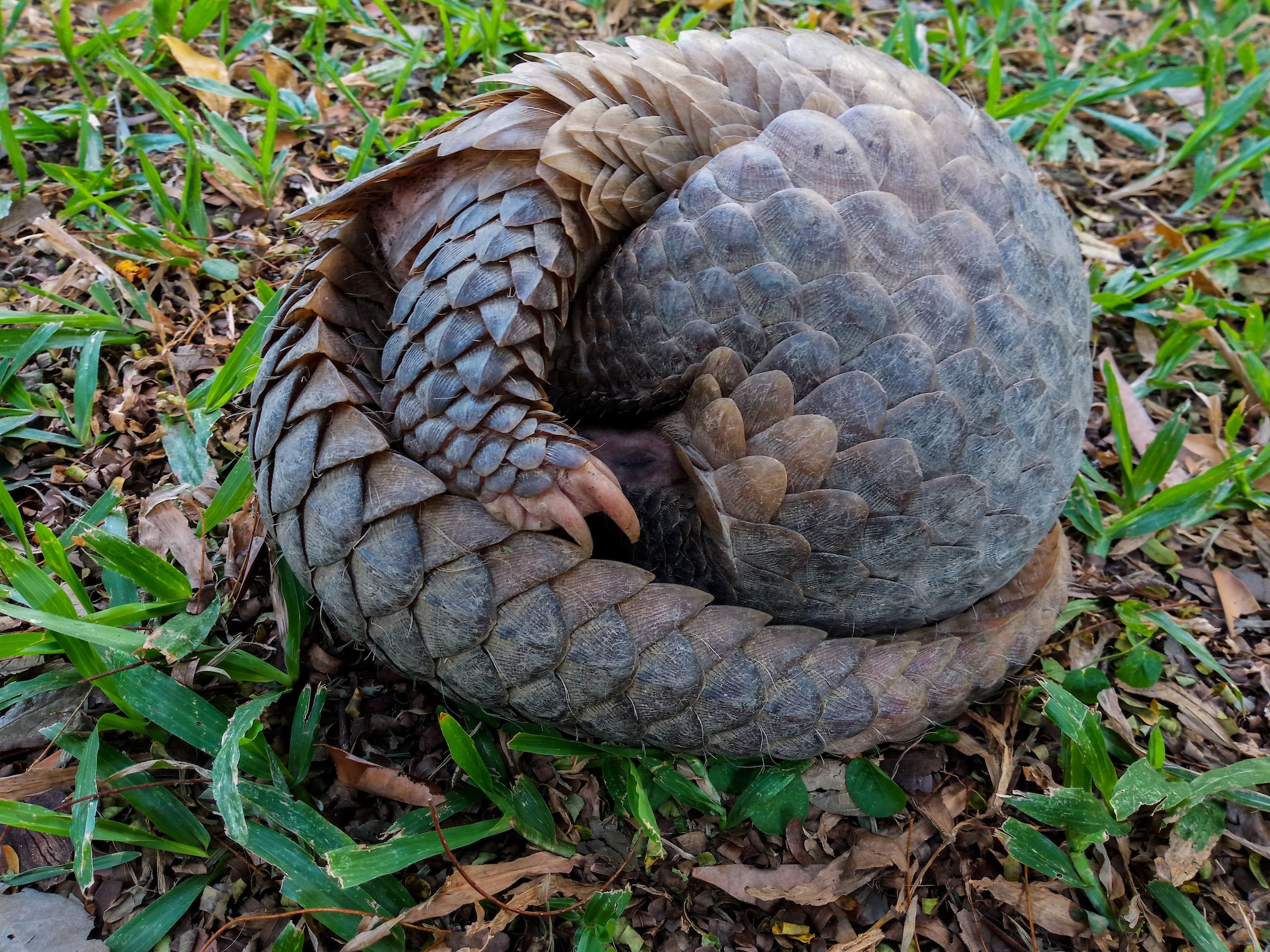 Chinese pangolin