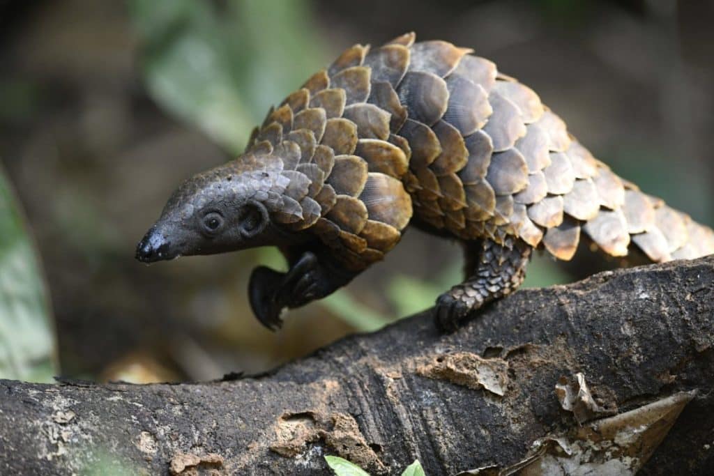Alexander Ley black bellied pangolin - compressed and resized