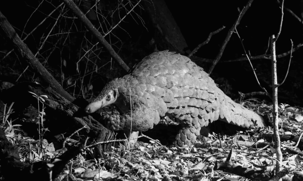Giant pangolin at night (Will Burrard-Lucas) compressed and resized