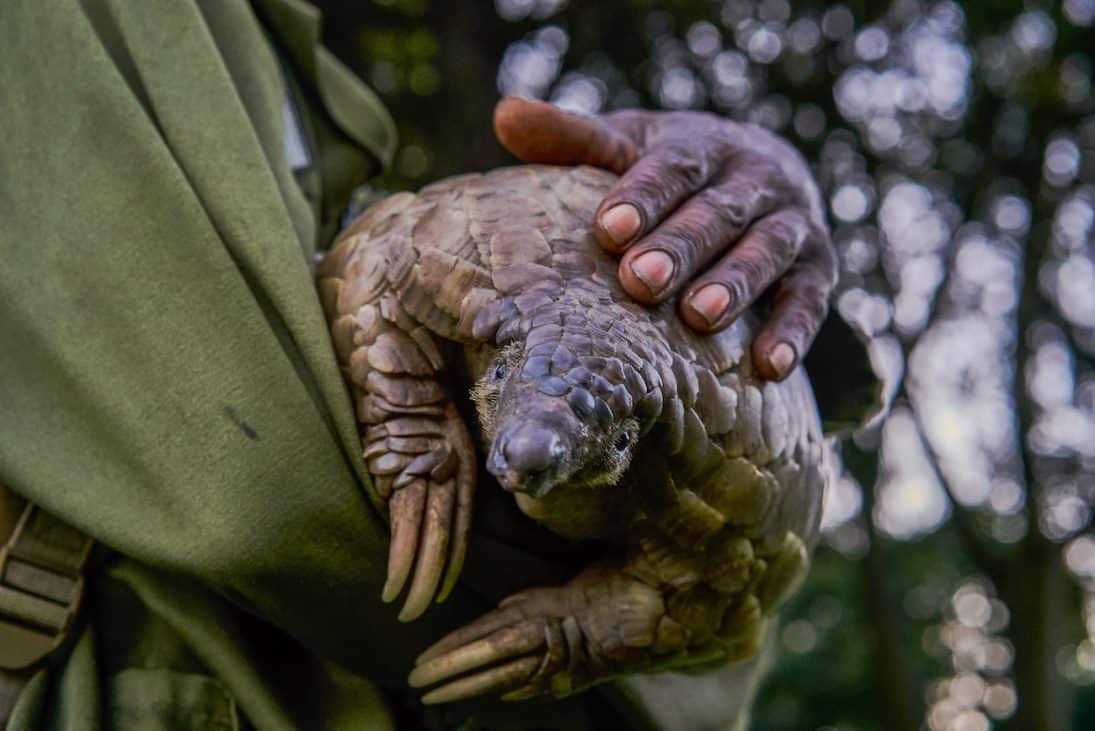 Ground pangolin (Tihomir Trichkov)