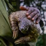 ground pangolin