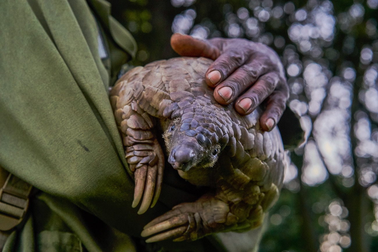 ground pangolin