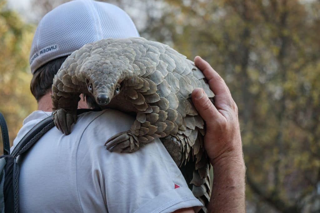 Pangolin: Kulu's Journey. Cr. Gareth Thomas/Courtesy of Netflix