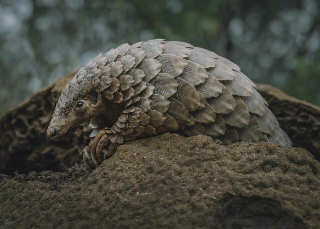 Kulu_pangolin (credit Gareth Thomas)
